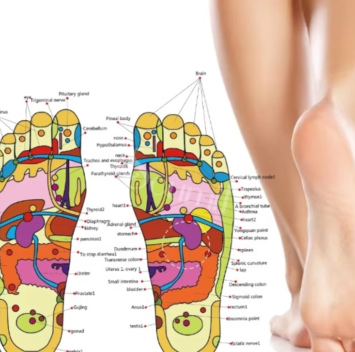 Plantillas Reflexológicas